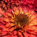 5 Orange-flowered Echinaceas to Discover