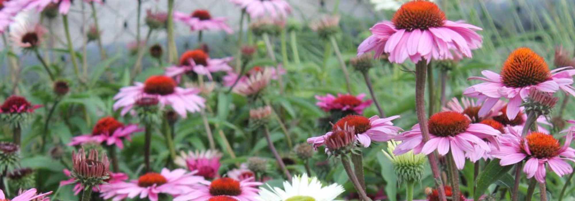 5 Pink Echinaceas for a Flowering Garden in Summer