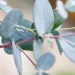 5 trees with grey or silvery foliage