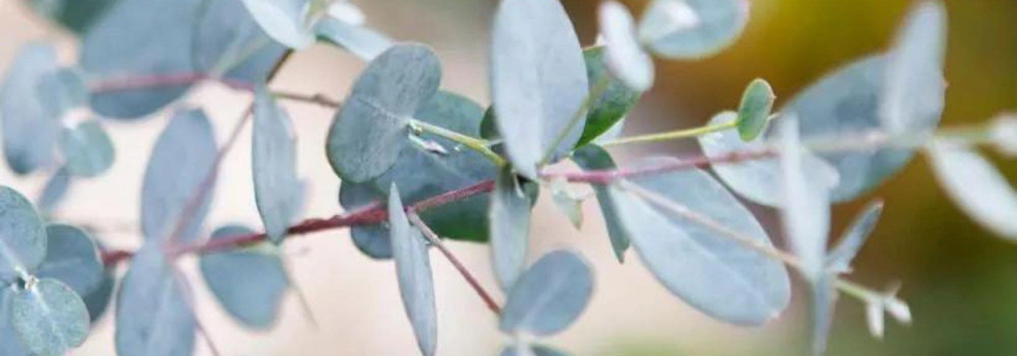 5 trees with grey or silvery foliage