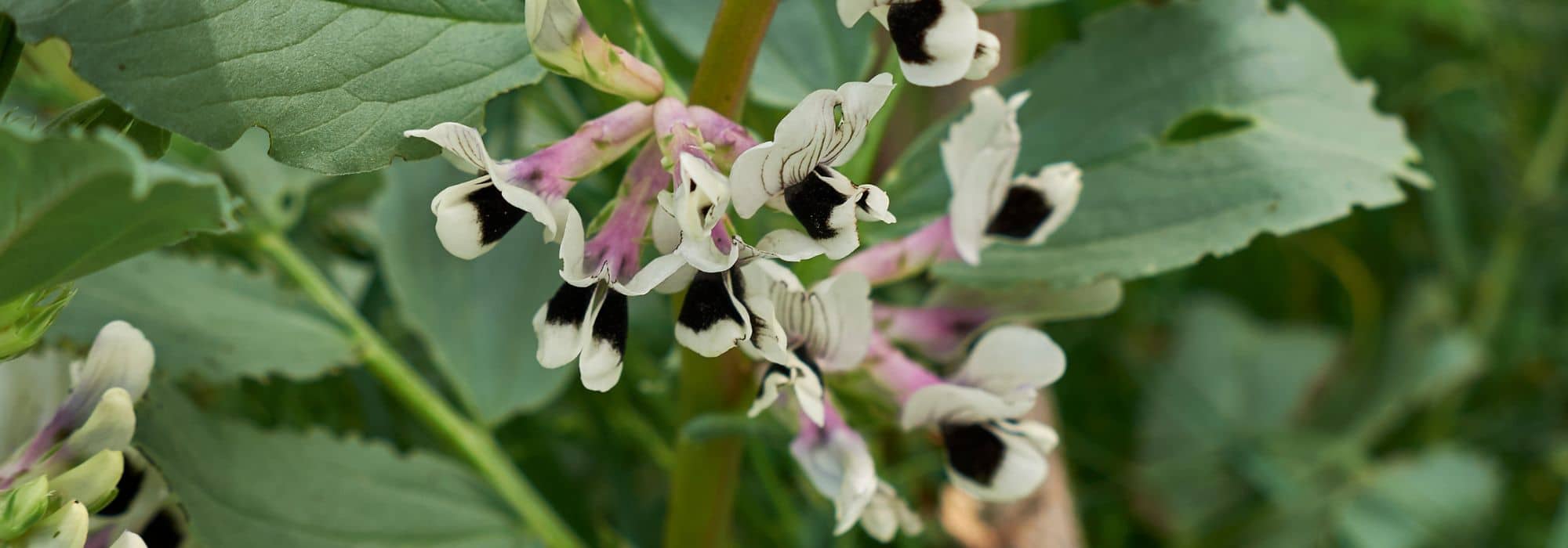 Diseases and pests of broad beans