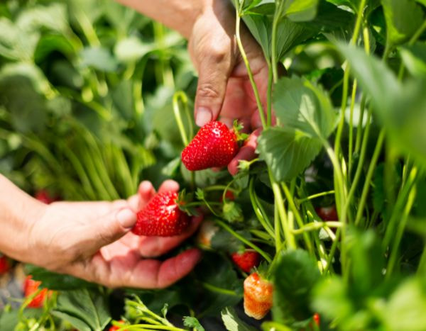 How to protect strawberry harvests?