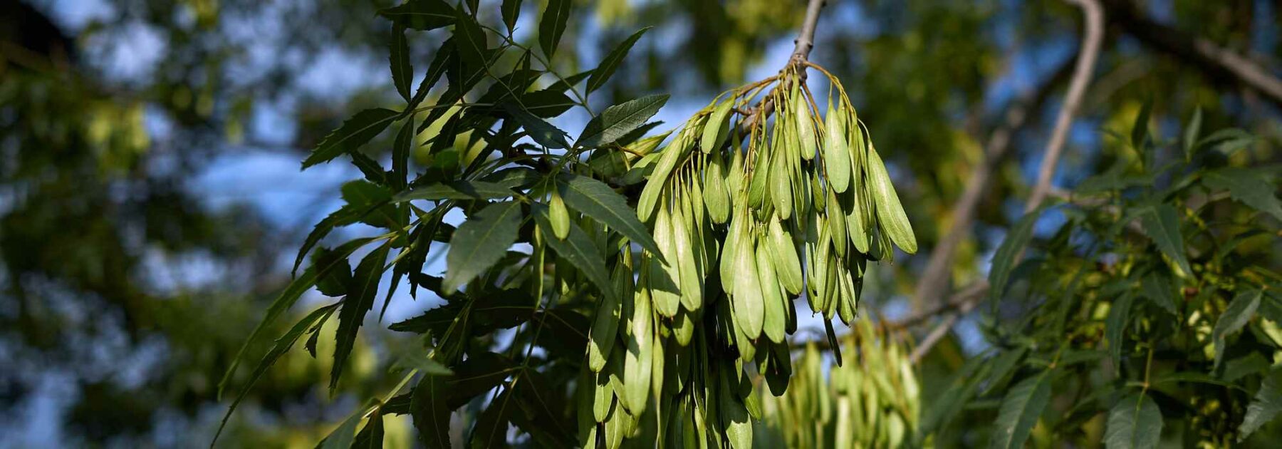 Ash: Planting, Pruning, Care