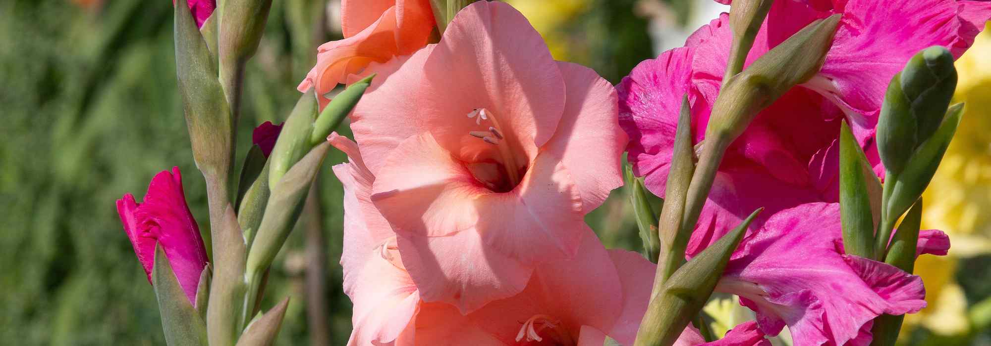 5 gladioli to grow in pots