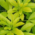 Diseases and Pests of Choisya or Mexican Orange Blossom