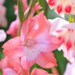 7 pink flowers gladioli