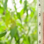 How to manage heat in your greenhouse during summer?