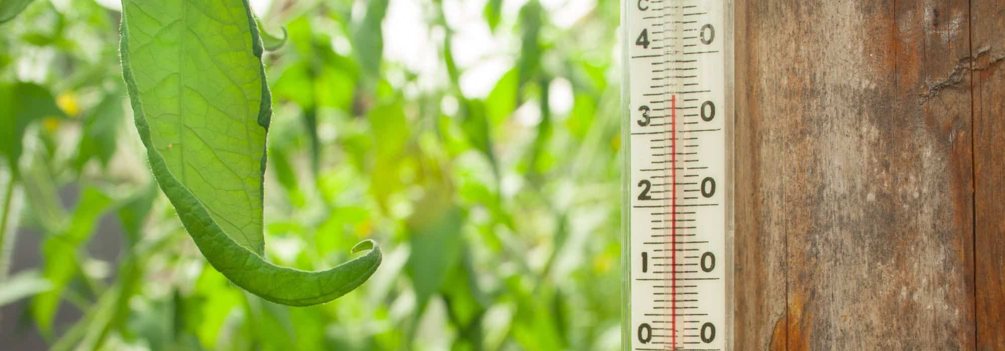 How to manage heat in your greenhouse during summer?
