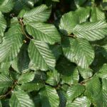 Diseases and pests of hornbeam