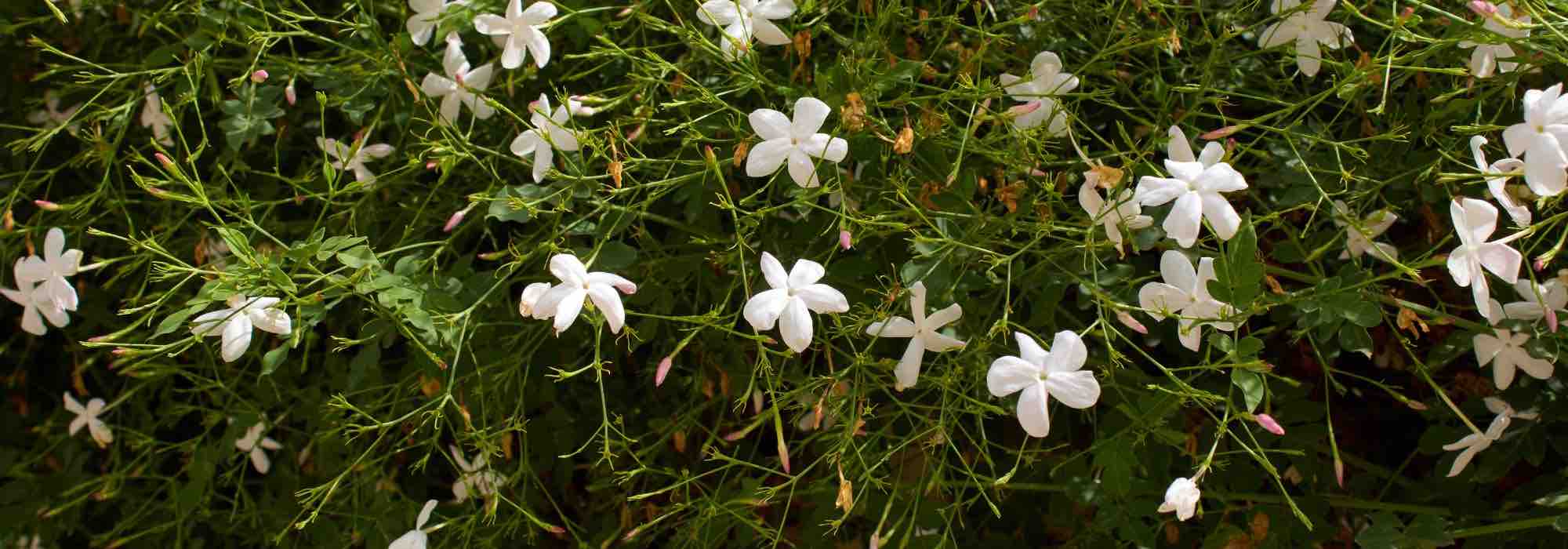 Diseases and pests of Jasmine
