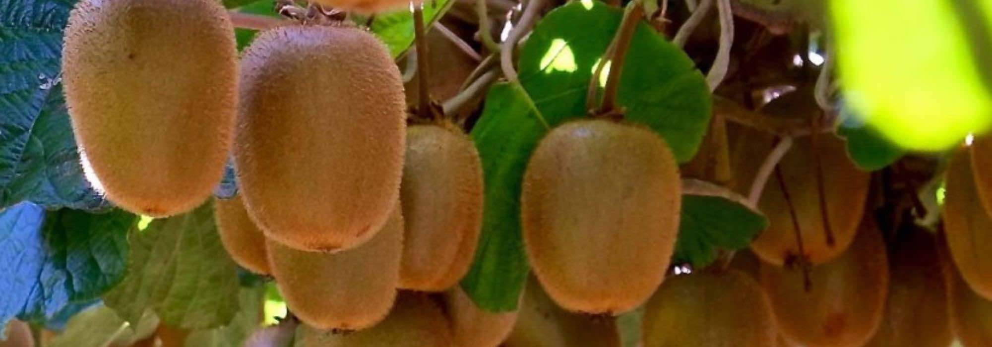 Diseases and pests of kiwi