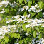 Diseases and pests of Viburnums