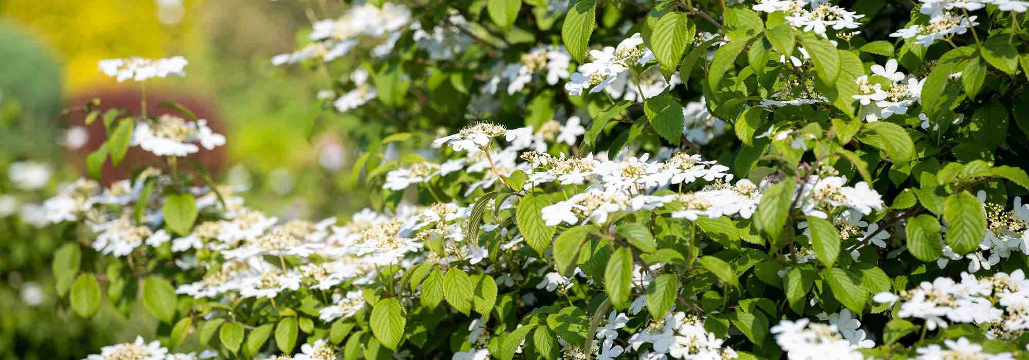 Diseases and pests of Viburnums