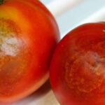 After downy mildew, how to naturally sanitise the vegetable garden?