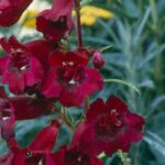 5 red-flowered penstemons