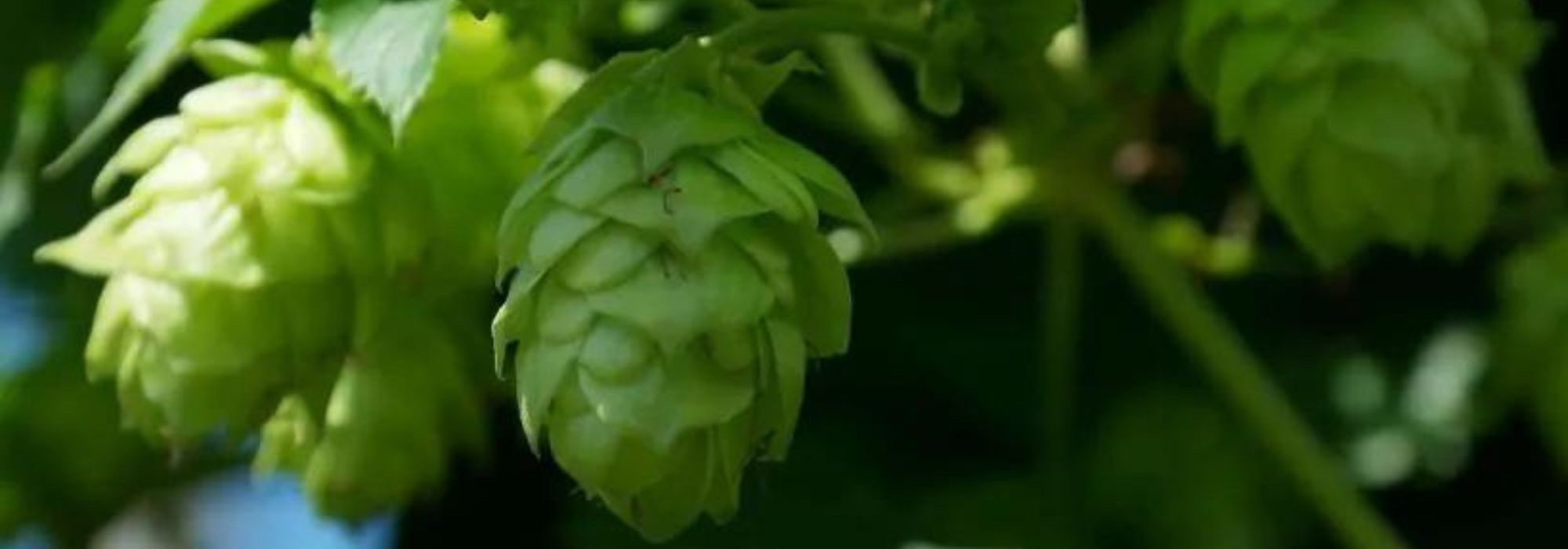 9 medicinal plants to help you find sleep