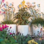 5 Mediterranean plants to brighten up a balcony