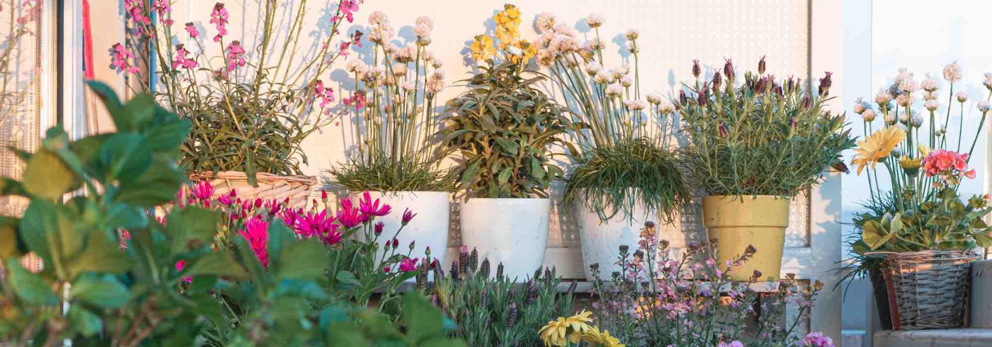 5 Mediterranean plants to brighten up a balcony