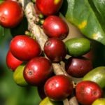 5 Medicinal Plants Against Fatigue