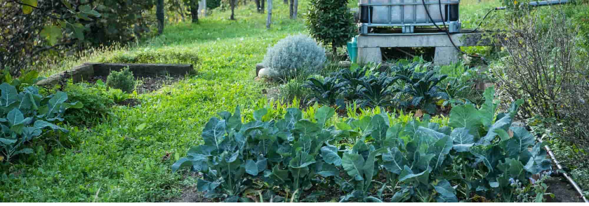 Vegetables to sow and plant in autumn