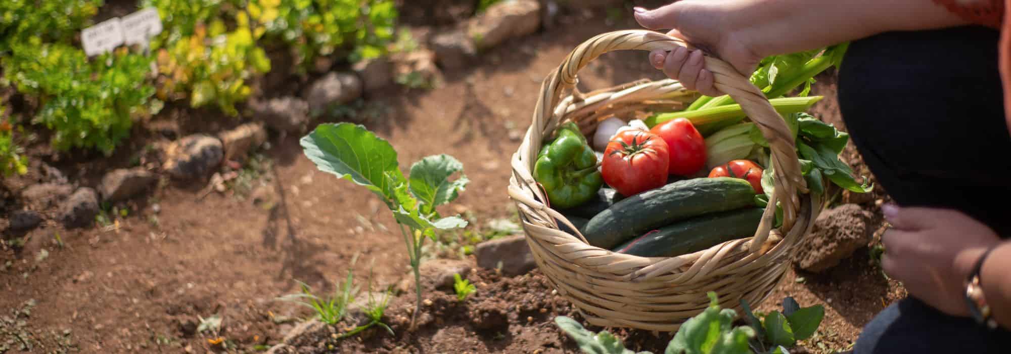 Inflation-proof vegetable garden: how to grow your own food in response to rising prices?