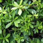 Growing Pseudopanax in pots