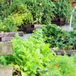 Ideas for recycling to save money in the vegetable garden