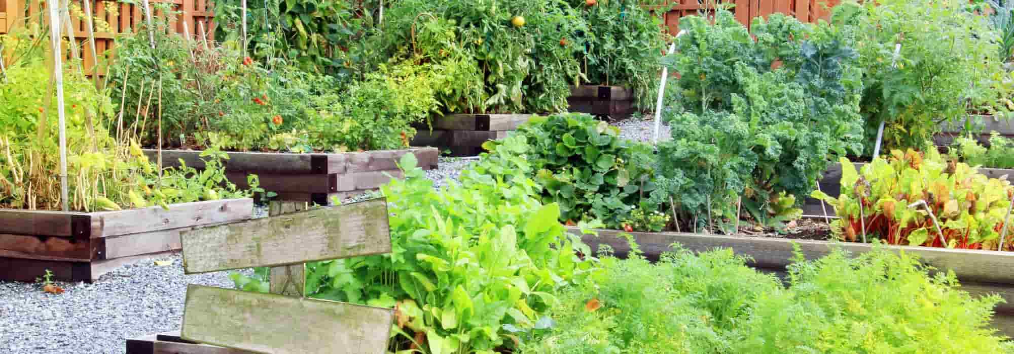 Ideas for recycling to save money in the vegetable garden