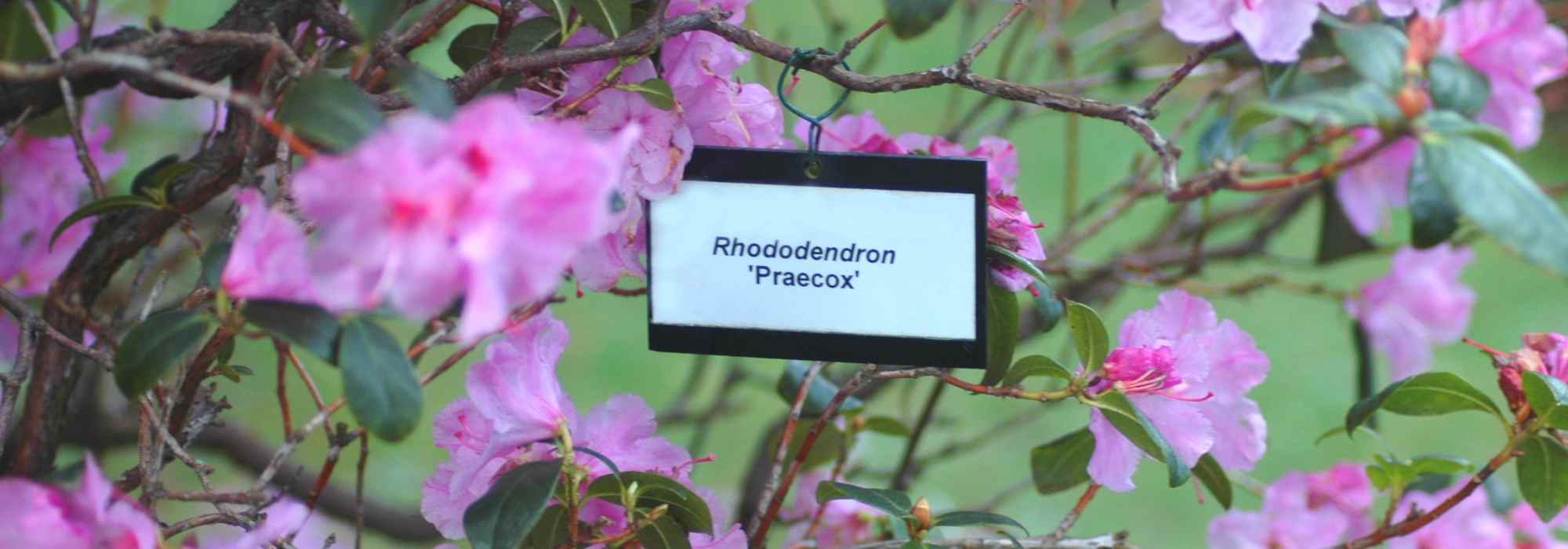 Botanical rules and nomenclatures