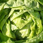 Being self-sufficient in salads all year round