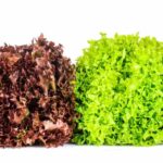Diseases and Pests of Lettuce