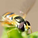 Auxiliary insects: hoverflies
