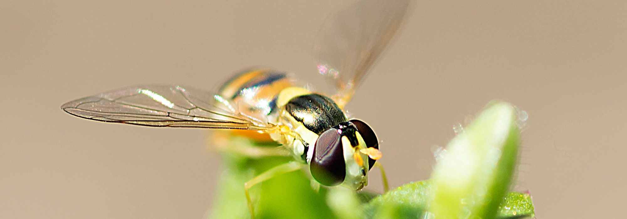 Auxiliary insects: hoverflies