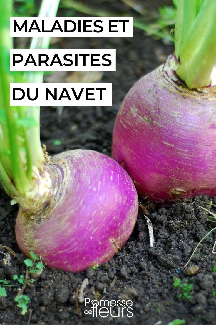 Dealing with and Preventing Turnip Diseases and Pests Naturally