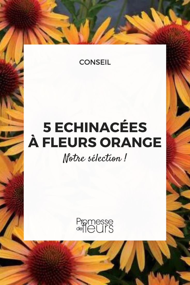 5 Orange-flowered Echinaceas to Discover (2)