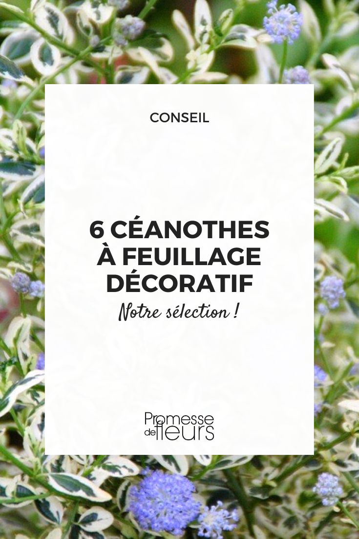 Ceanothus Californian Lilac variegated or purple leaves