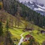 Alpine trees: six species to adopt!