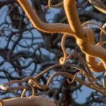 7 bushes with graphic foliage and habit