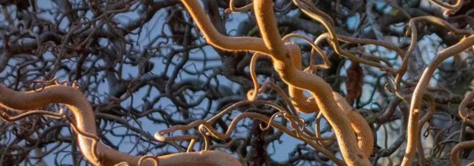 7 bushes with graphic foliage and habit