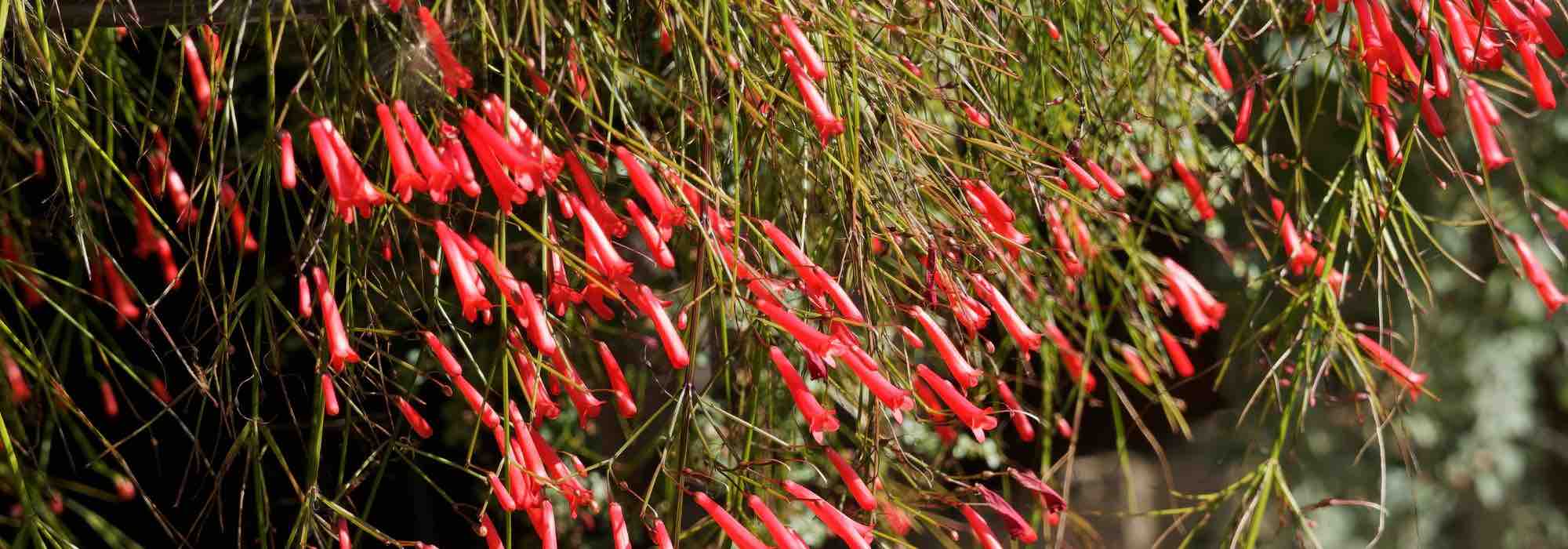 How to pair Russelia?