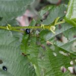 Alder diseases and parasitic pests