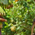 Growing banana plants in the ground