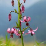 Alpine flowers: 7 bulbs to plant in your garden