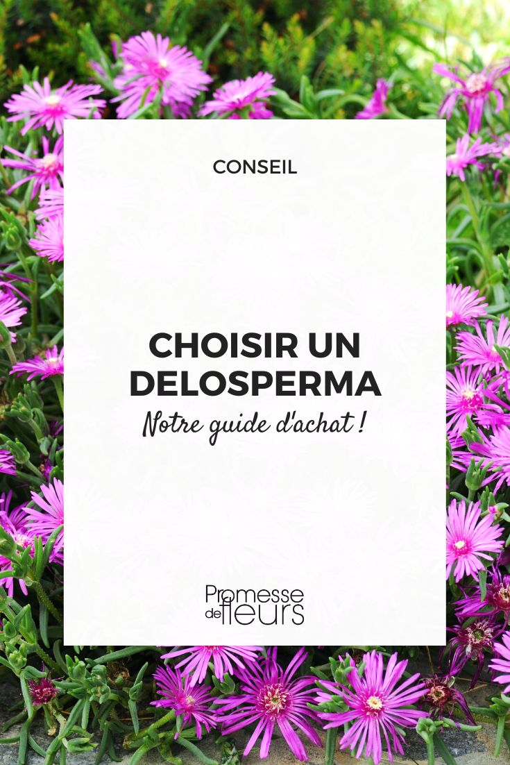 Delosperma Buying Guide