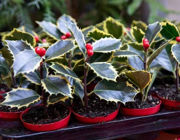 How to propagate holly?