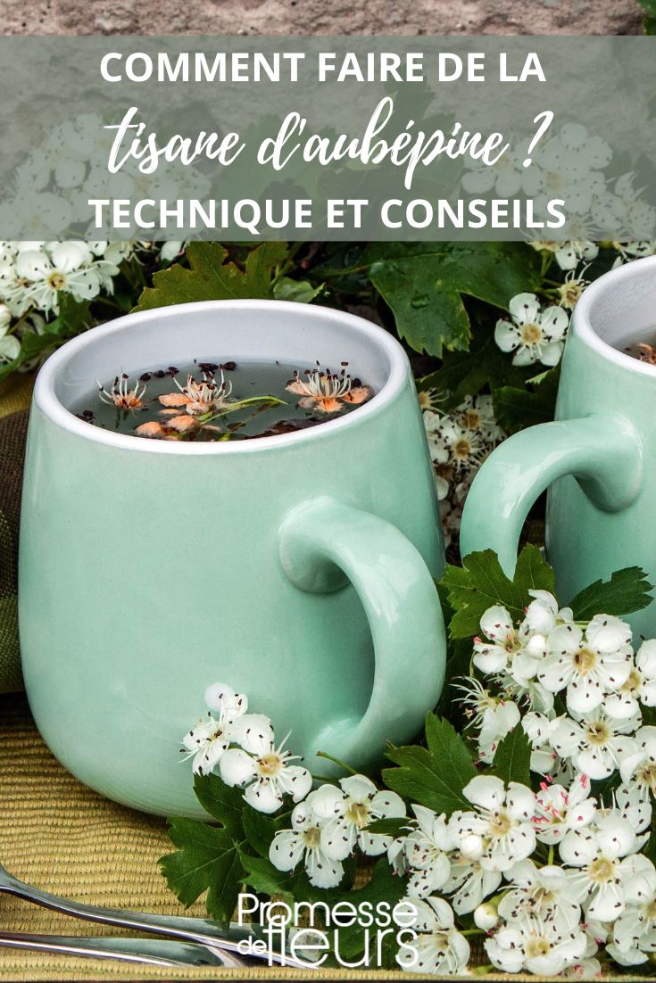 hawthorn herbal tea