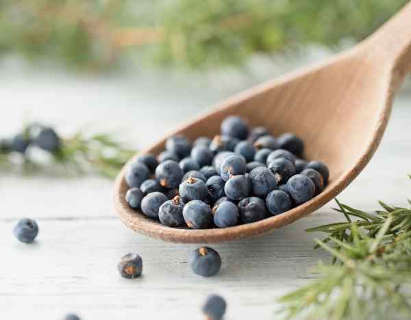 How to dry and store Juniper berries?