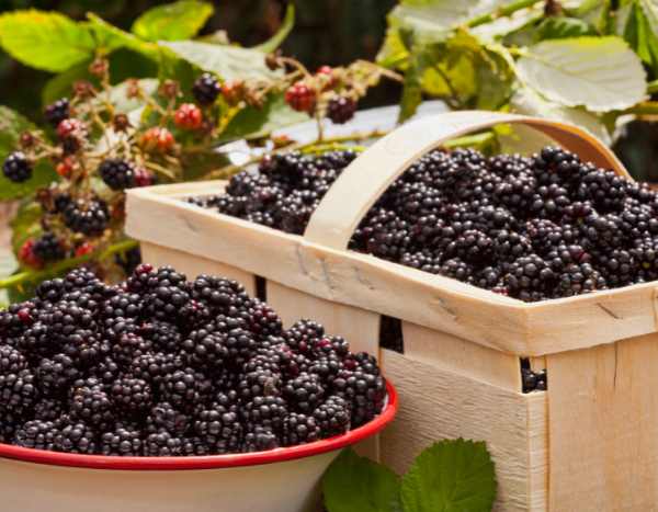 How to harvest and store blackberries?