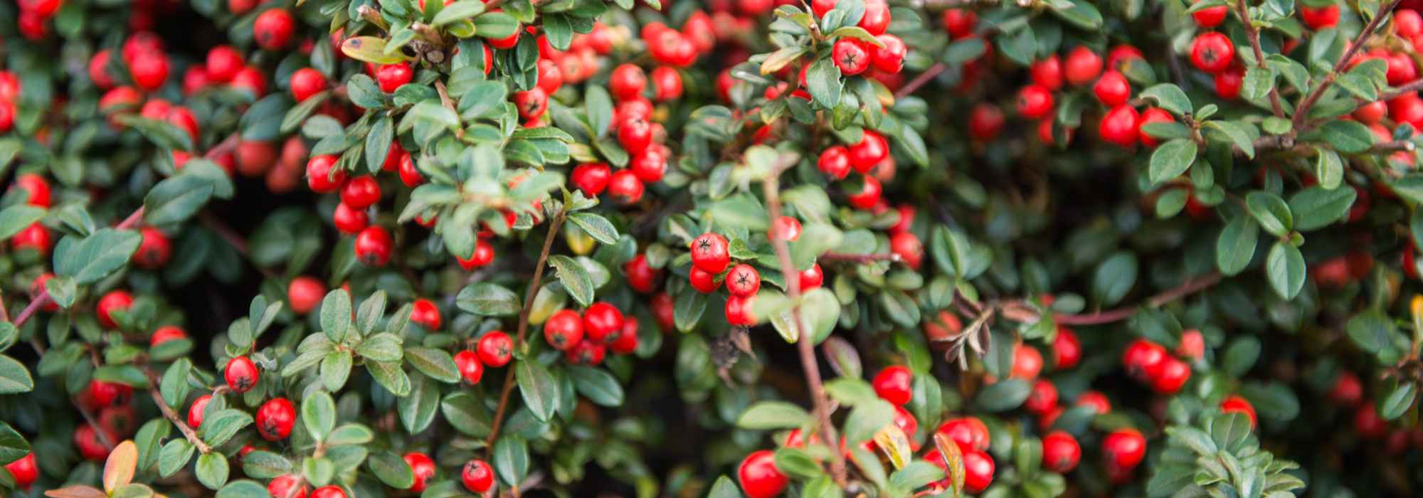 Five Cotoneaster varieties perfect for hedges