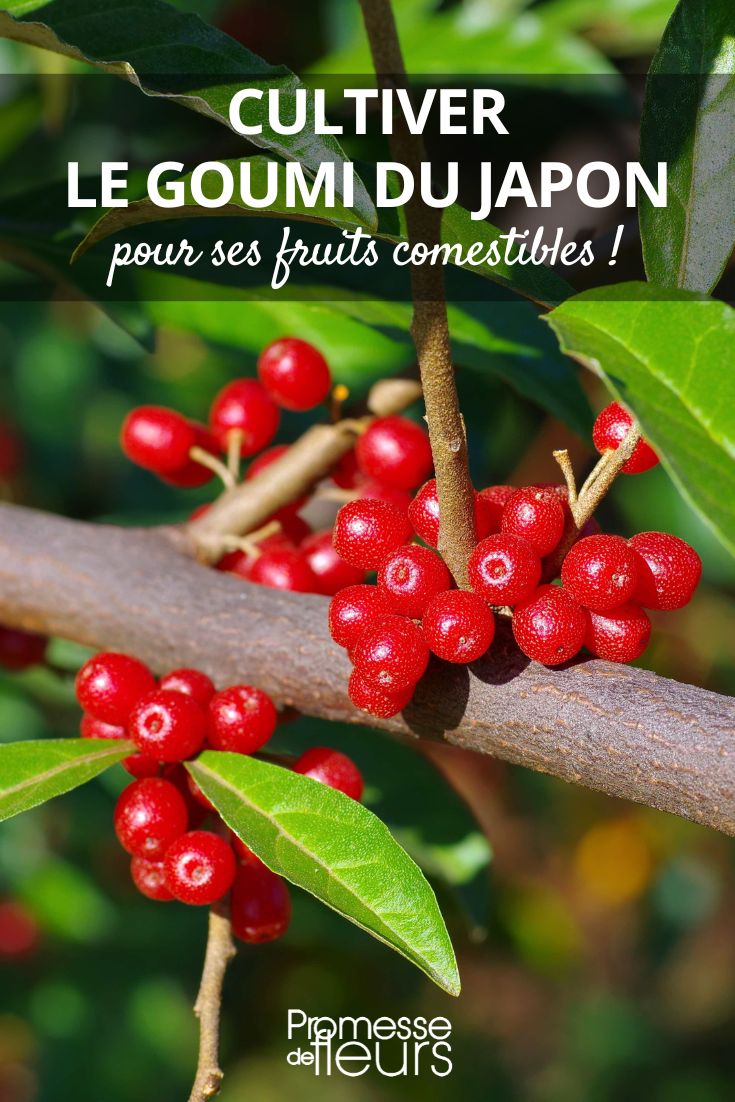 Growing Japanese Goumi for its Edible Fruits Eleagnus multiflora berries